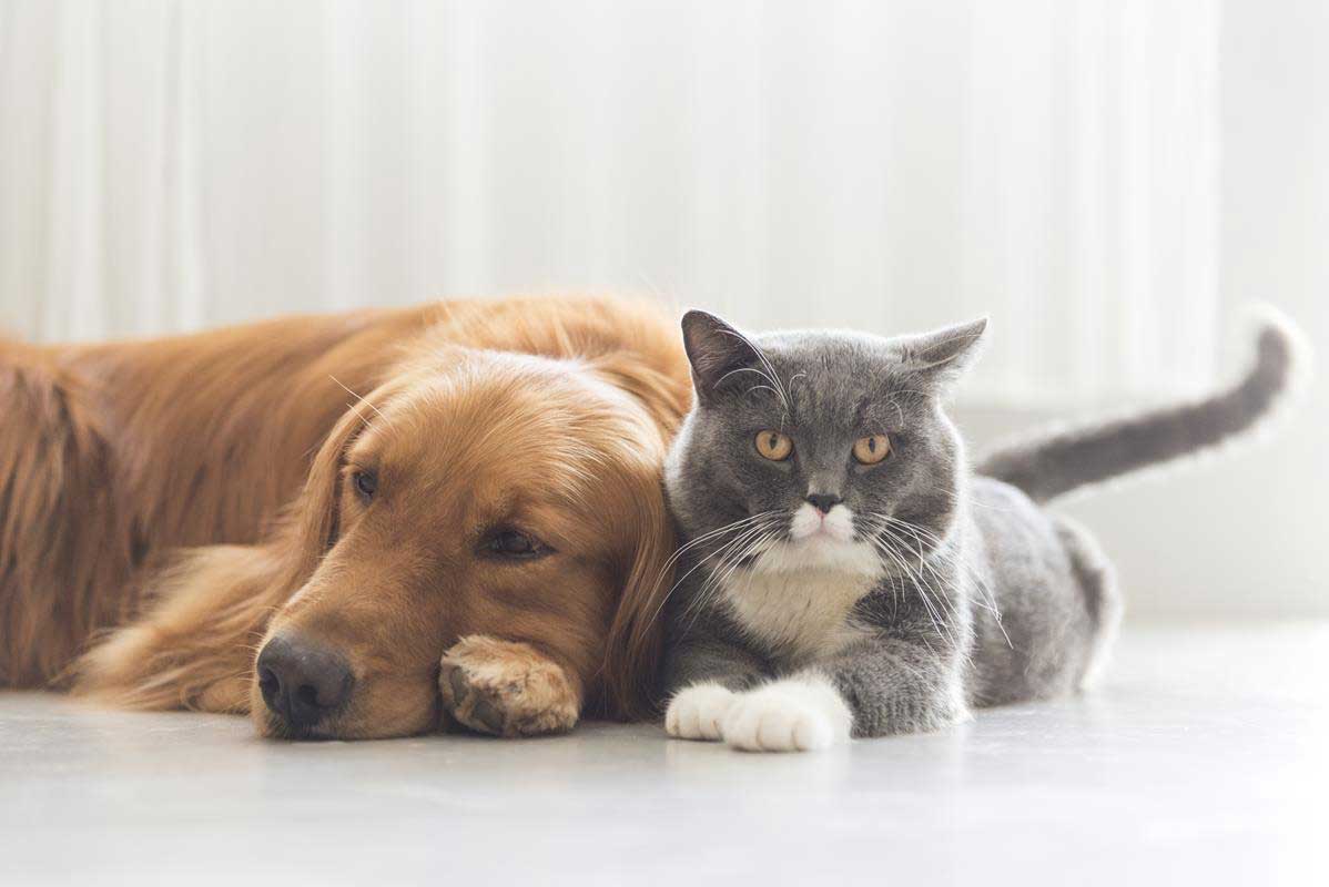 about our veterinary practice 3046 Valley Ave suite 101, Winchester, VA 22601