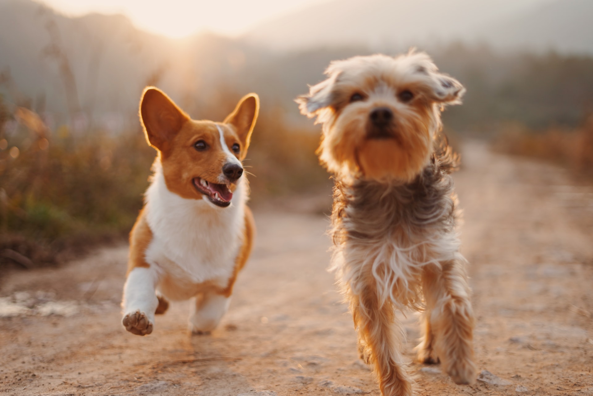 Mobile Veterinarian Service Serving Virginia and Surrounding areas