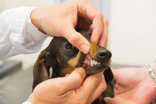 Dental Care 3046 Valley Ave suite 101, Winchester, VA 22601