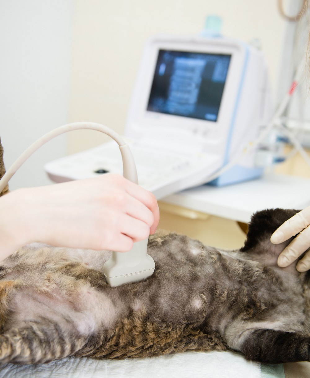 Ultrasound 3046 Valley Ave suite 101, Winchester, VA 22601