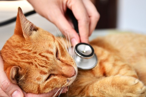 veterinary services 3046 Valley Ave suite 101, Winchester, VA 22601